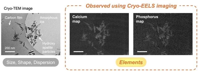 突破性成像技术精准绘制冷冻生物颗粒元素分布图
