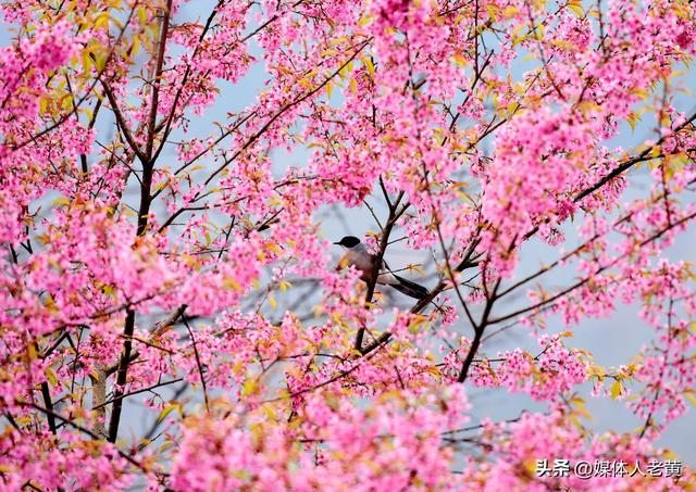 六盘水月照养生谷：冬樱花盛开引客赏花打卡