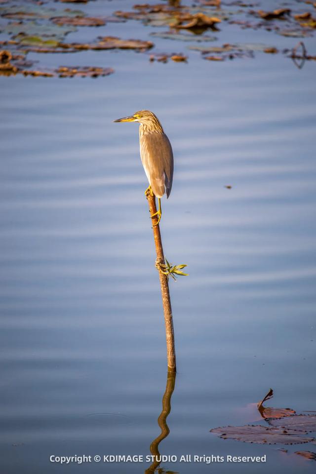 深圳秋日限定:三处落羽杉秘境,邂逅南国绚烂!