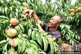 高端媒体看邯郸丨河北成安：鲜桃种植助农增收图片