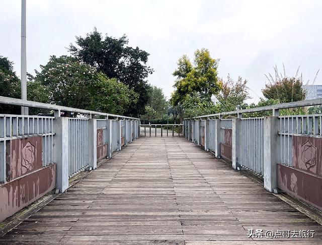 成都市区最美芙蓉花，王者风范，植物迷宫更是惊艳，不要门票！