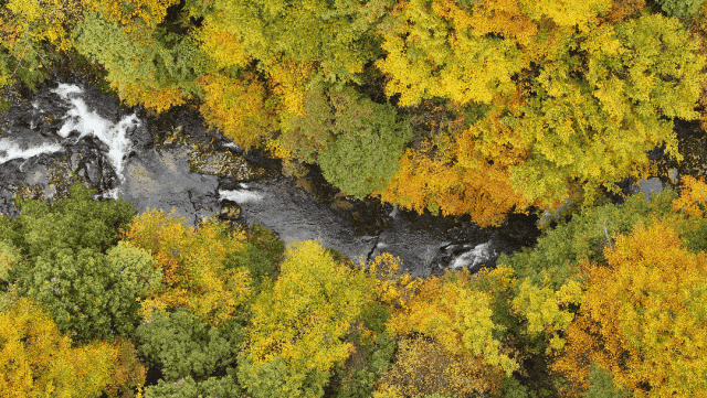 成都出发2.5h刹拢最绝红叶之城！秋色媲美九寨，一城吃够三省美食！更有山林温泉泡过瘾！