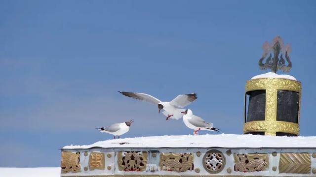 库拉岗日，“戏”真多！