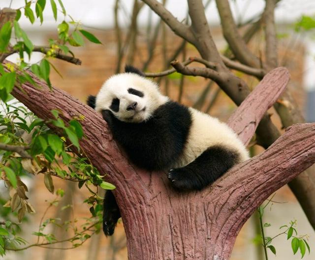 全球10大特有动物：只在某一角落存在，每一种都是自然奇迹