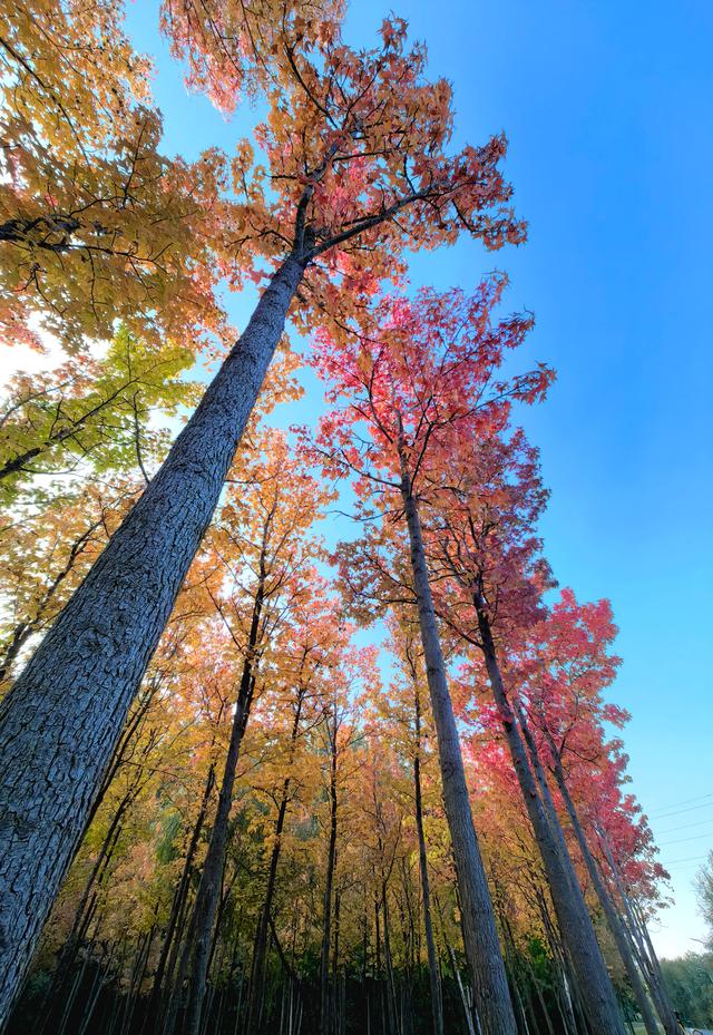 一眼沦陷！快去这片枫林秘境打卡最美秋天