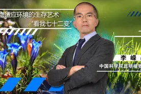 科学公开课（6）：植物界的生存艺术：“看我七十二变”图片