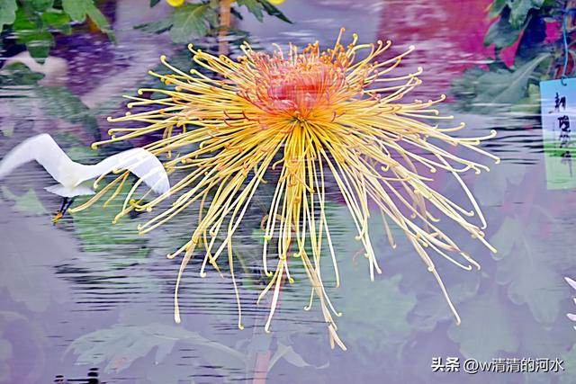 菊花是秋天里绝美的画卷