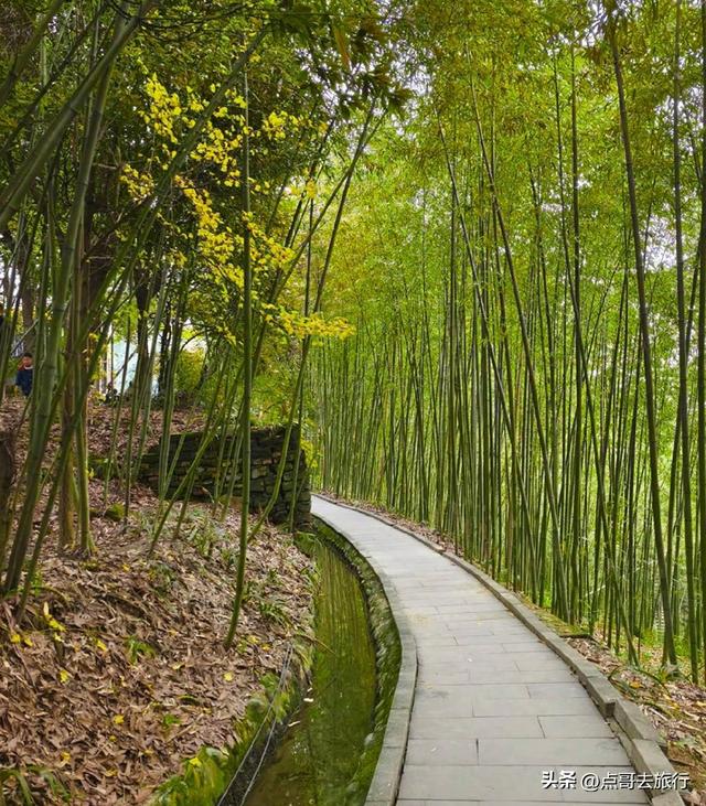 成都都江堰最冷门彩林，免费开放，山野中的惊艳，公交车可达！