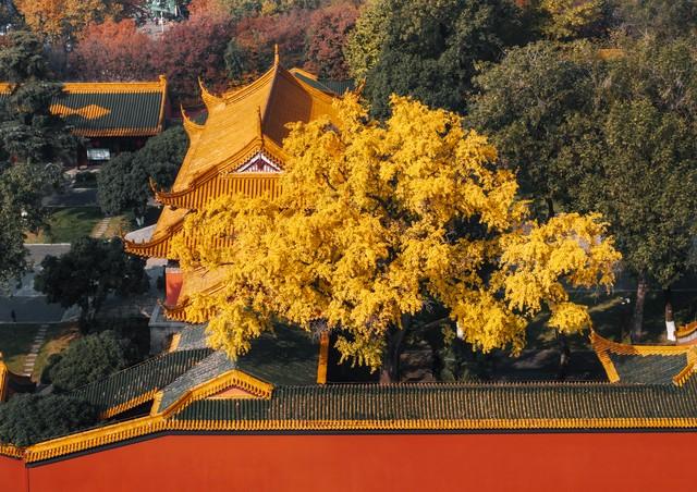 南京的秋，在这里镀了金！这5处银杏秘境，美成千年童话！
