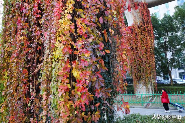 邂逅初冬美景，上海地铁11号线安亭段桥墩爬山虎红了