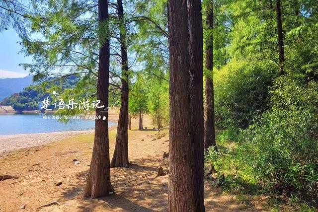 绍兴上虞发现了一处水杉林，面积不大但是清幽而美丽，适合周末游