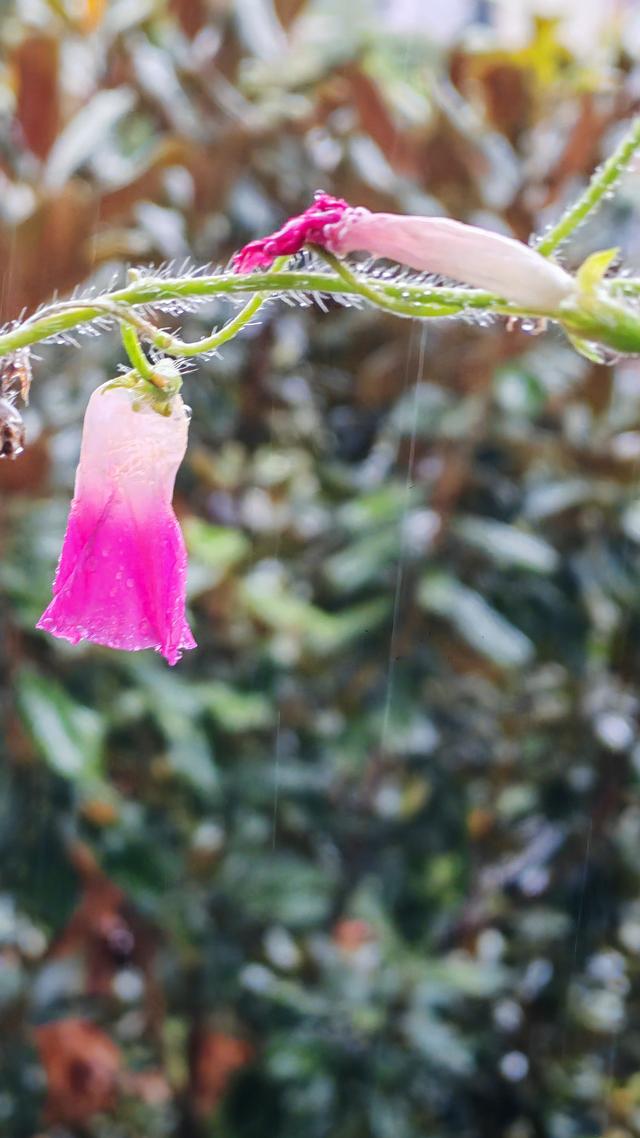 绝美的雨中花
