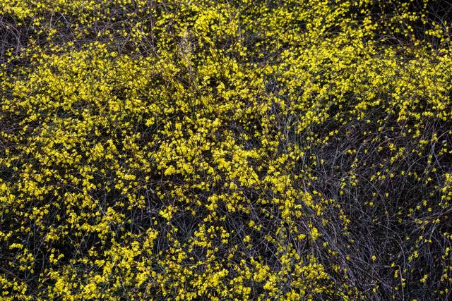 太期待了！接下来的洛阳，是这样的...