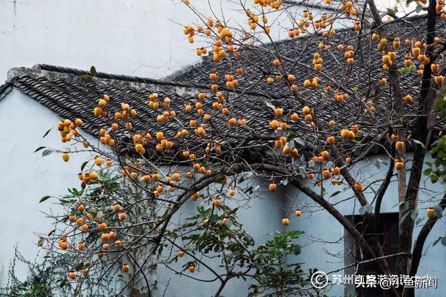 好多人在拍！苏州到底有谁在啊