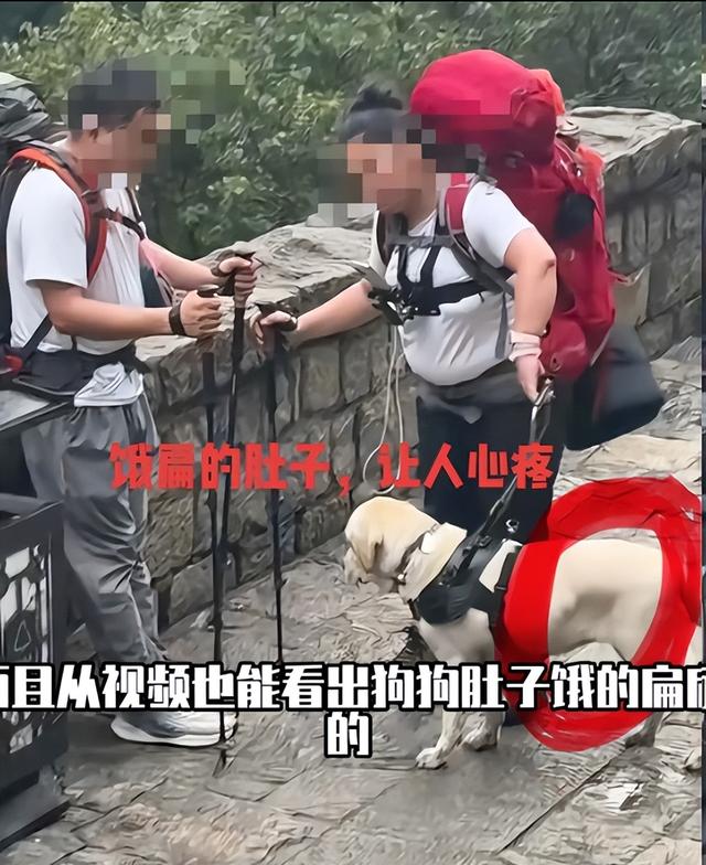 带导盲犬爬泰山的夫妻被网友批评，导盲犬芬迪看着非常累