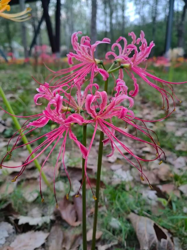 天汉湿地公园彼岸花开！红艳灼途，向死而生的浪漫→