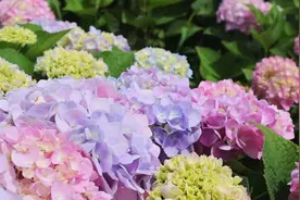 春日云南赏花吃花图鉴图片