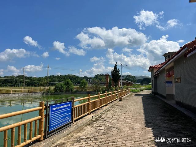 新丰秀田，是来看古树的