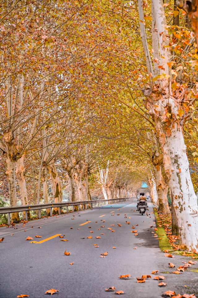 成都最美梧桐大道绵延20公里，地铁19号线直达，快去打卡！