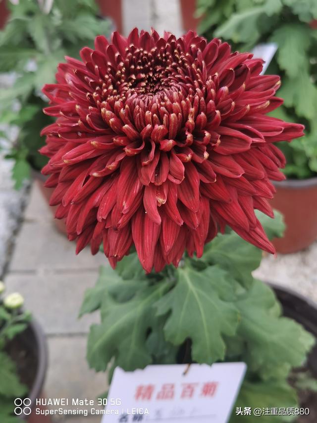 今年唐山南湖菊展从规模到品种在我印象中是多年来的第一次
