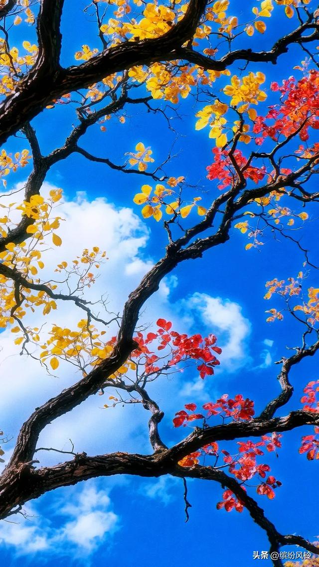风捎来冬的来意，枝桠仍守着秋的姿态