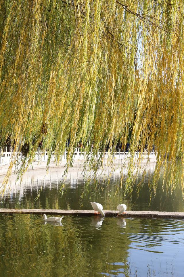莲花池公园满目鎏金，这个周末等您来赏→