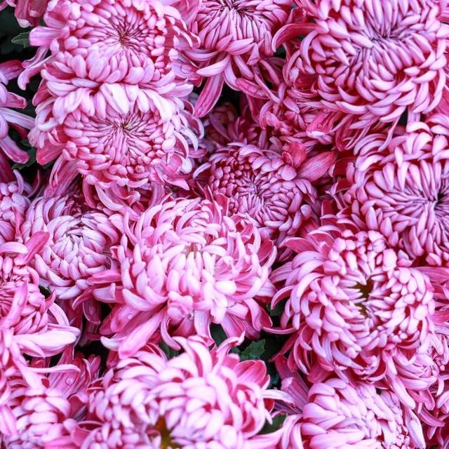 230种“秋韵”上线！拱墅这片花海藏不住了