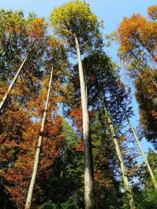 带爸妈出发！邛崃银发康养游线路来啦~