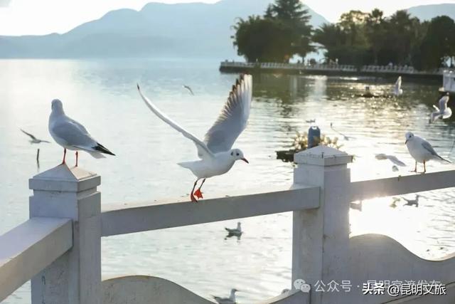 超详细攻略！在昆明官渡，与鸥共舞，六种玩法开启冬日漫游！