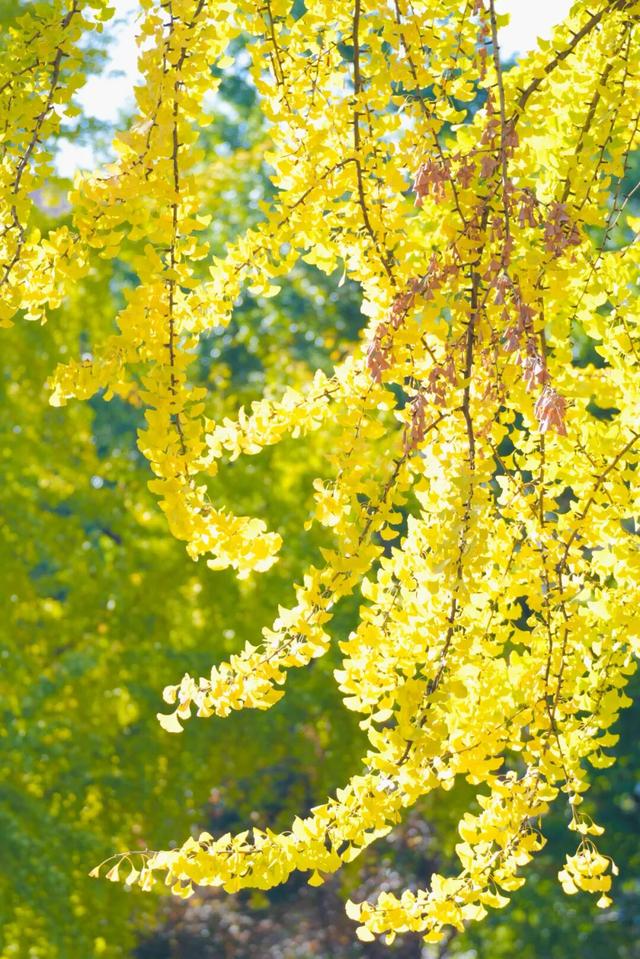 深秋的解放大道，安陆把最美的色彩泼给了它