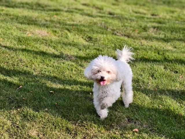 汪汪队！集合！