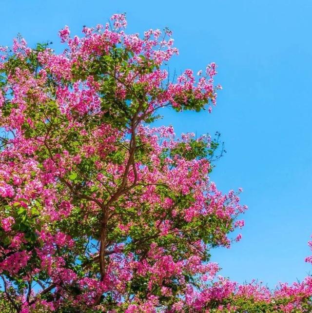 二十四节气打开崂山丨立秋：夏意犹未尽，忽闻秋已来