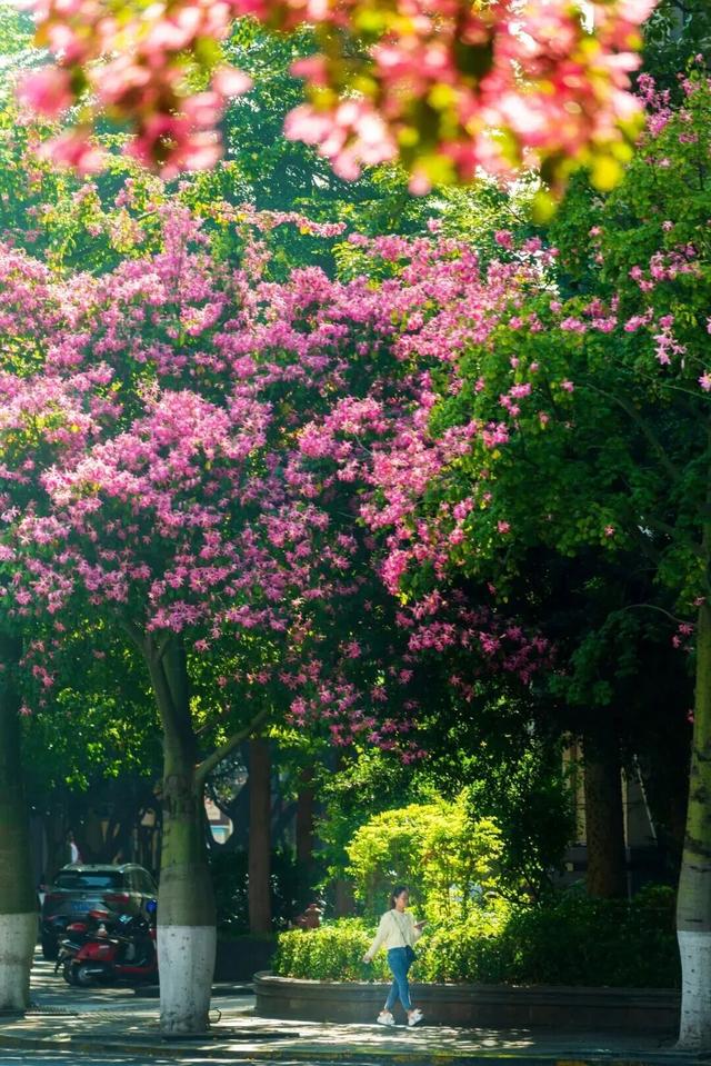 冬天到攀枝花晒太阳是定律来的！