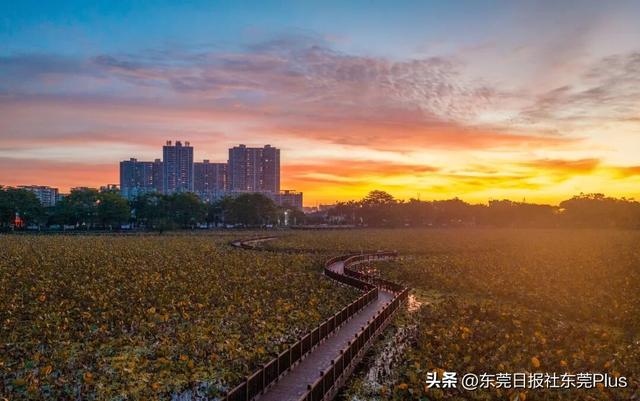 秋天不必远行！来桥头，闯入一片粉色云雾与油画黄昏