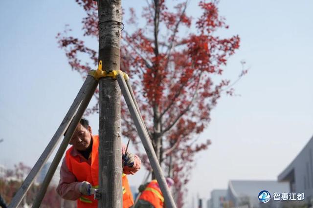 刷屏预警！江都这条红枫大道藏不住了，美到窒息！