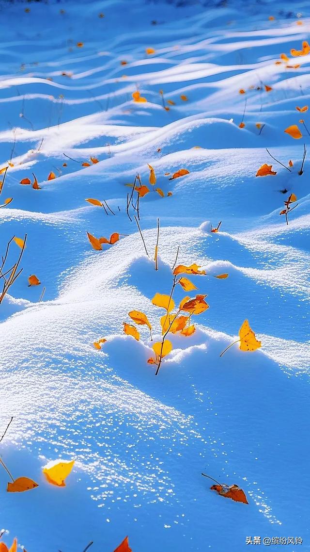 雪裹秋光，树栖金芒