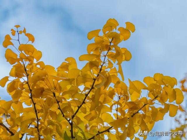 秋染宜居城——深秋的昆阳藏着最惬意的生活模样