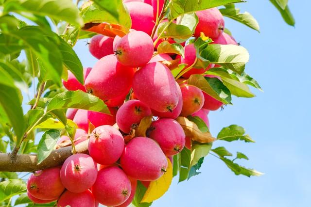 西安人咸阳生活了半年才发现，终于把日子过成了老秦人的烟火