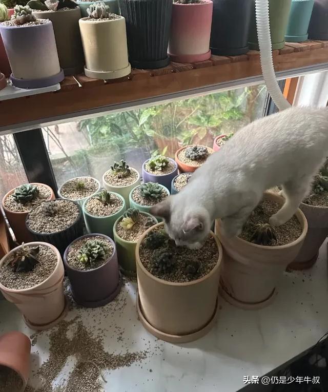 妹子因为猫破坏多肉决定弃养了，网友刚想开骂，看完后笑出了声哈