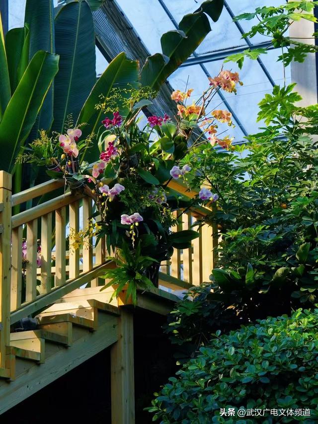 万株热带兰花盛放“23℃花屋” 武汉植物园热带兰展冬日绘春