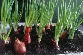 五种蔬菜特别适合家庭种植，冬天也能种，室内室外有土有水就长图片