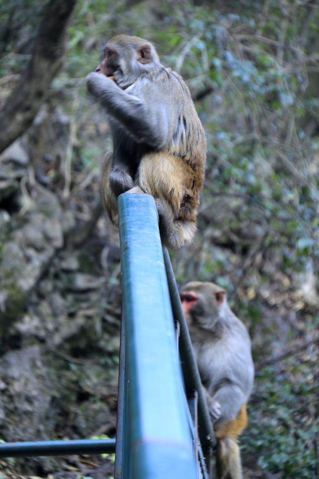 黔灵山的猴子真的会拧开瓶盖喝水