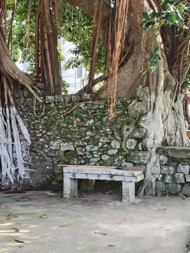 藏在海口秀英的太极村，400年历史古村落，一年四季有不同的美