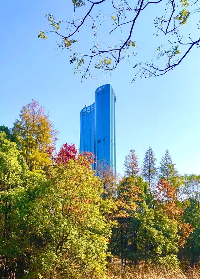 美篇：枫 叶 红 了