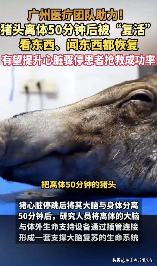 震撼突破！中国科学家让“死亡”猪脑重生：50分钟缺血后复活