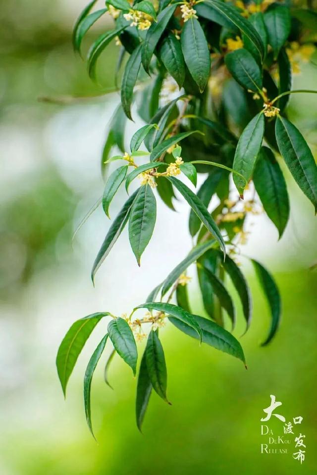 轨道直达，重庆最佳赏桂花的地点安排好了→