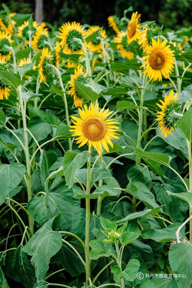 夏日清晨，在桐泾公园邂逅向日葵花海与童话小屋