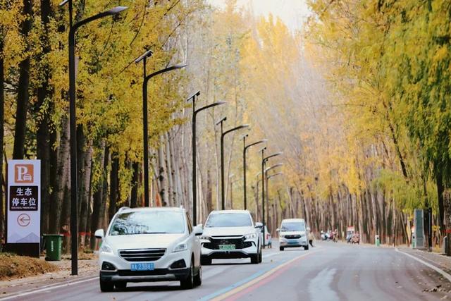 陕州黄河廊道：秋染长堤入画来