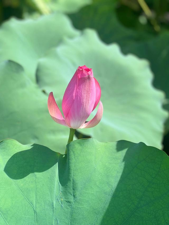 夏日西湖，8月9日。
