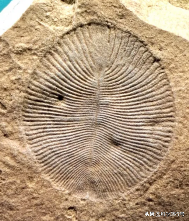 地球是个巨大的培养皿？失败品被一键清除？神秘的埃迪卡拉生物